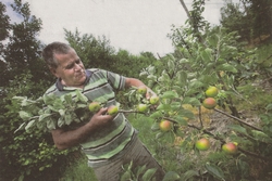 Aart van Alfen experimenteert met vergeten appelrassen. Foto LC/Wietze Landman (gescand)