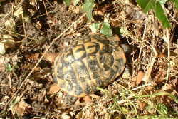 Hermann-schildpad
